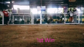 High Breaker Inday 1st Win