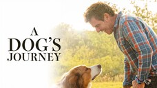 A Dogs Journey 2019