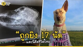 หมาจรจัดท้องแก่ถูกยิง 17 นัดและนี่คือชีวิตใหม่ของเธอ | Dog's Clip