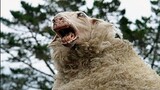 Review Phim: Cừu Ăn Thịt Người | Mr.Kaytoo Phim