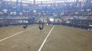 6cock dumaguete city negros oriental champion