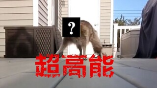 【文豪野犬】猜猜是来自哪只小野犬的攻击/全程高能