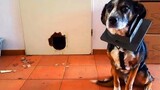 Funny animals - Funny cats / dogs - Funny animal videos 131