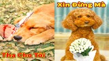 Thú Cưng TV | Cô cô và Sầu riêng #32 | Chó Golden Gâu Đần thông minh vui nhộn | Pets cute smart dog