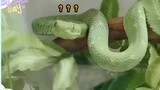 [Động vật]Thú cưng mới của tôi: Rắn lục Atheris chlorechis