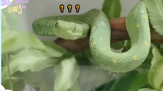 [Hewan]Punya hewan peliharaan baru saya: Atheris chlorechis