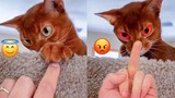 Angry - Funny Cat Reaction | Pets Kingdom