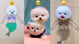 Funny and Cute Dog Pomeranian 😍🐶| Funny Puppy Videos #70