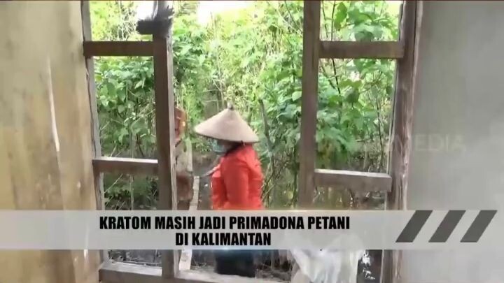 KRATOM !!! si daun jamu tradisional yang digemari kalangan muda ... 🍃