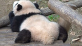 Fubao Kecil Sebelum Menjadi Gemuk, Bayi Panda Raksasa