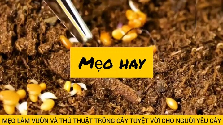 làm vườn và thủ thuật trồng cây tuyệt vời