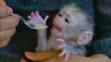 No, No Mom!! Tiny adorable Luca trie to reject Mom feed a banana, Luca wants to drink milk
