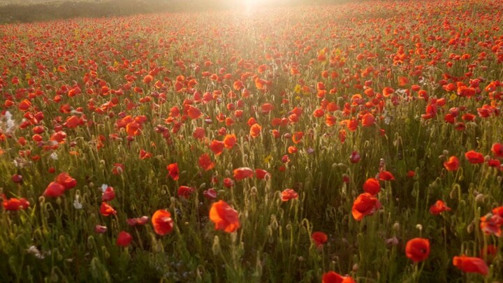 Red Flowers..