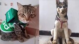 Tik Tok Trung Quốc Thú Cưng Siêu Dễ Thương – Hài Hước | Cute Pets And Funny Animals Compilation 2021