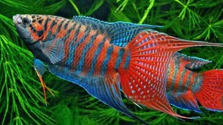 ikan hias air tawar Paradise Fish