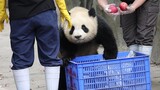 Hewan|Chunsheng si Panda Besar Makan Apel
