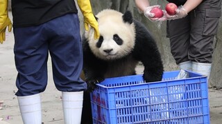 Animal|Giant Panda Chunsheng eats apples