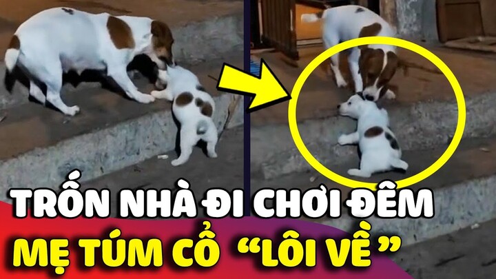 Bé cún trốn nhà ĐI CHƠI ĐÊM bị chó mẹ tìm được lôi về khiến con sen TÁ HỎA 😅 | Gâu Đần