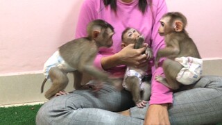 One mom and three monkeys