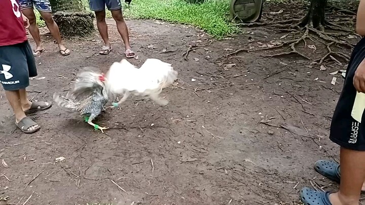 Sparring