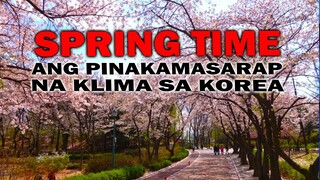 SPRING TIME | pinakamasarap na klima sa korea | AJ PAKNERS