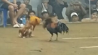 GOLD BULIK VS BROWN RED, HALF FIGHT 22K PARADA NAKASAHAN🐓🔥 TAYABAS CITY PANG APAT NA PANALO NA.