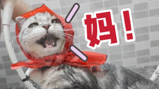 给猫洗个澡 当场叫 妈！你原来会说话呀