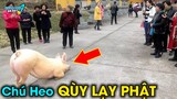 ✈️ Chú Lợn Lên Chùa Quỳ Gối Lạy Phật và 10 Câu Chuyện Kỳ Lạ Về Vạn Vật Trên Đời Đều Có Cảm Xúc