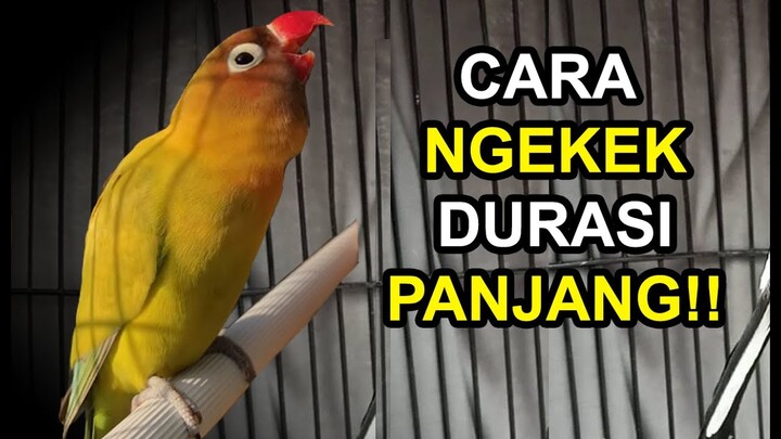 Cara MUDAH Membuat Suara Lovebird Ngekek Durasi Panjang