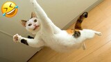 Funniest Animals 2023😂 Best cat and kitten videos for a good mood! 😻