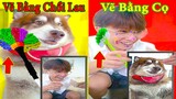 Thú Cưng TV | Ngáo Husky Troll Bố Dương KC #34 | chó thông minh vui nhộn | funny cute smart dog Pets