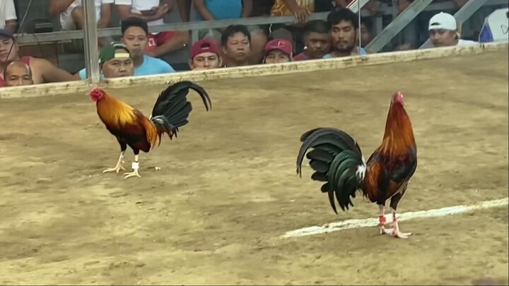 Stansid red, out of a Hatch/Claret cock, scores 1st W in 2 hits in Victoria Coliseum, March 8, 2025