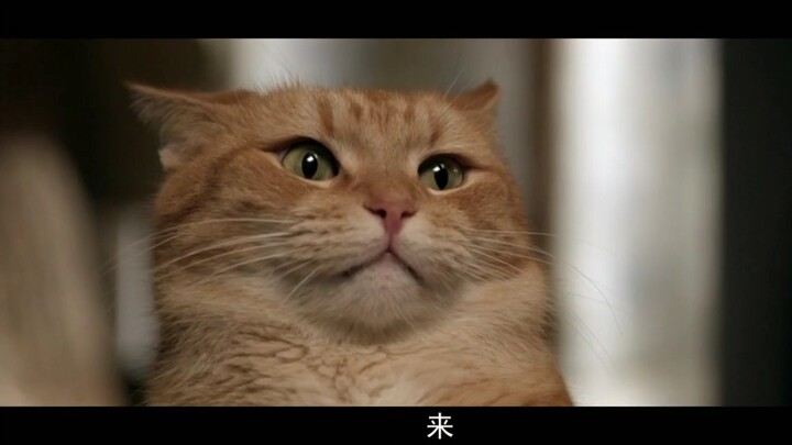 电影《流浪猫鲍勃》橘猫心动镜头合集