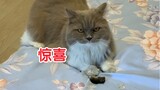 小猫咪把老鼠放在床上送给了主人