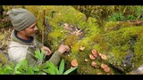 picking mushroom in Nepal | shepherd picking mushroom |