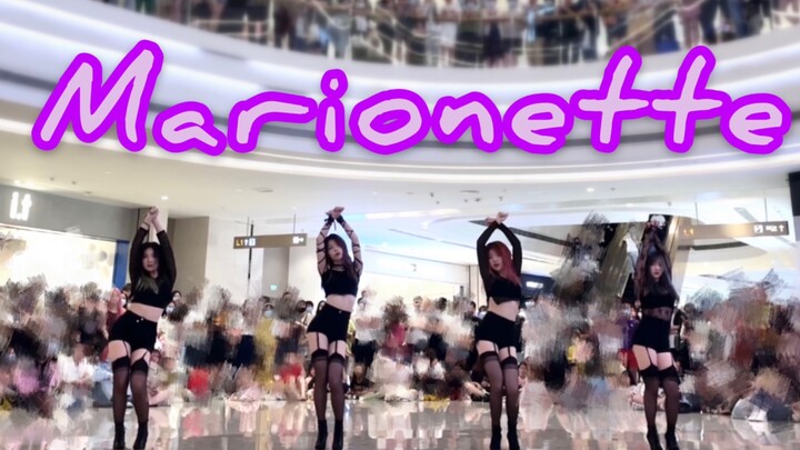 【985】Stellar 19禁 提线木偶Marionette 路演