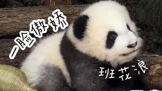 在家无聊到看灰白小团子蠕动15分钟（大熊猫成浪）班花真好看