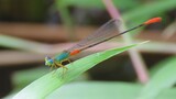 ORNATE CORALTAIL Damselfly