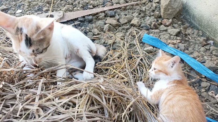 Senangnya Kucing Oyen Bermain Di Atas Jerami-Membuat Tarangan Ayam Bangkok