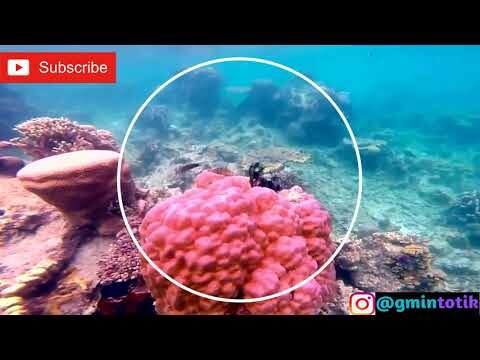 Beberapa Spot Snorkeling di Kepulauan Seribu