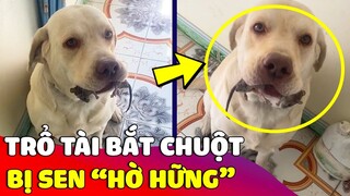 Chú chó 'MỪNG RỠ' lập công với sen vì 'BẮT CHUỘT' chuyên nghiệp không thua gì Mèo 😂 Gâu Đần