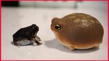Cute Tiny Frog.