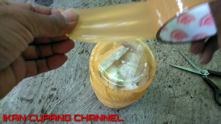 Cara Packing Ikan Cupang Dengan Cepat, Aman & Murah