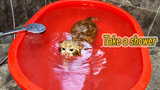 (คลิปแมว) แมวอาบน้ำอย่างว่าง่าย ให้รางวัลด้วยการว่ายน้ำ