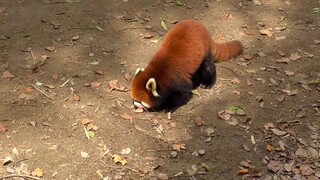 The apple war between the Red Panda