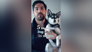 Does your dog show any of these signs when stressed? LearnOnTikTok doglove language