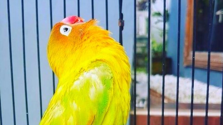 Suara Asli Lovebird KUSUMO cocok buat Pancingan Lovebird