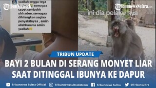 Viral, Bayi 2 Bulan Digigit Monyet Liar hingga Ususnya Keluar di Lebak Banten, Ini Kronologinya