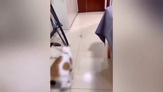 cute cat 🐈