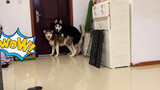 【Animal Circle】When a infatuated husky meets a dog on estrous cycle 